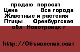 продаю  поросят  › Цена ­ 1 000 - Все города Животные и растения » Птицы   . Оренбургская обл.,Новотроицк г.